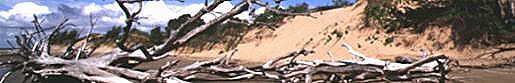 Eroded coastal forest at Cungulla