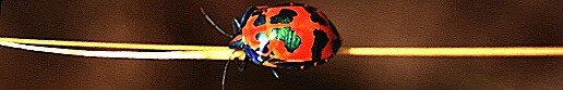 Beettle