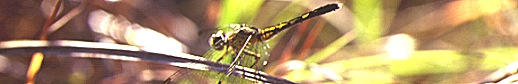 Tropical savanna fauna - Dragonfly