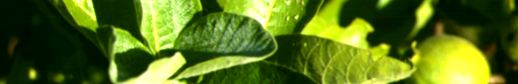 Native gardenia leaves and fruit