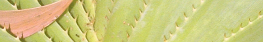 Colour and texture of a pandanus