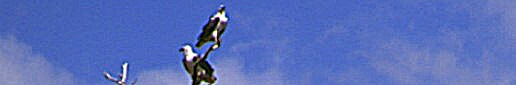 Ospreys at Cungulla