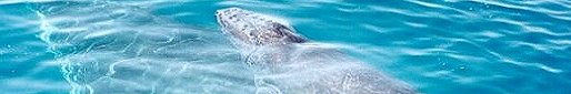 Click to enlarge - Humpback whale and calf - Cleveland Bay