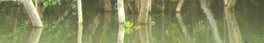 Mangroves in Stuart Creek
