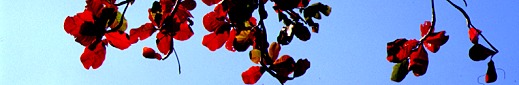 Beach Almond branches