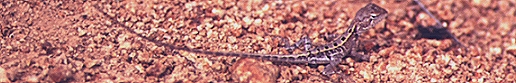 Lizard on Castle Hill