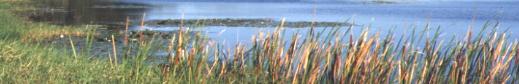 Wetlands of Ross River