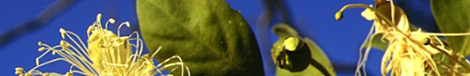 Capparis flower and leaf
