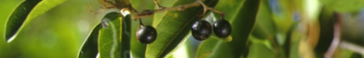 Burdekin Plum fruit and leaf