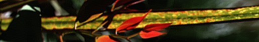 Eucalyptus new leaf - a response to the Dry Season