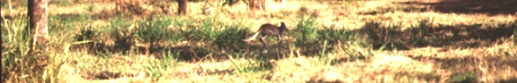 Wallaby