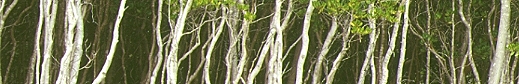 Eroded coastal forest at Cungulla