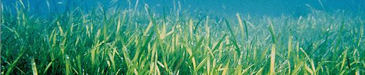 Townsville seagrass