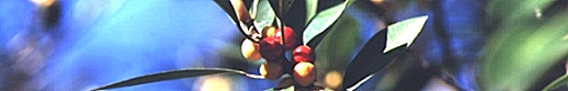 Native Fig on Mt. Stuart