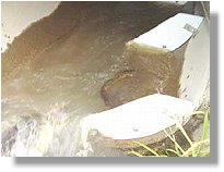 Plotosid catfish moving through corner baffle fishway (09/04/06)