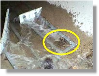 Glass perch moving through offset baffle  fishway (28/1/06)