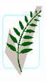 Click top visit the Dry Tropics Biodiversity Group Home page