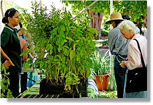 Greening Townsville Tree Give-Away display.