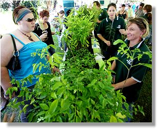 Greening Townsville Tree Give-Away display.