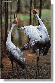 Red-winged Parrot (Aprosmictus erythropterus)