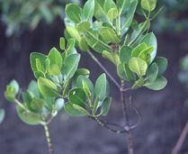 Mangroves in Ross River