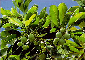 Tamanu leaves and fruit