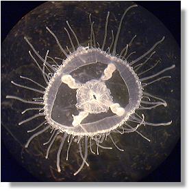 Freshwater Jellyfish (Craspedacusta sowerbii)