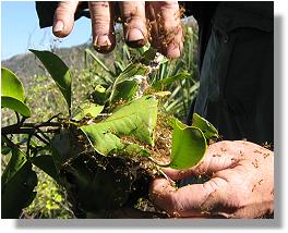 Close-up of a greentree ant nest