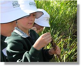 Examining blady grass