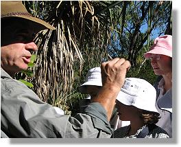 Pausing beneath the Pandanus or Screw Palm while feeling the texture of a sandpaper fig leaf