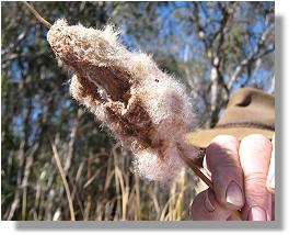 Close-up of Typha with cricket in residence!