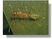Green Tree Ant (Oecophylla smaragdina) 