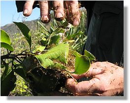 Inside a Green Tree Ant nest