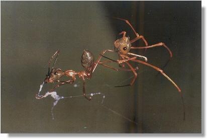 Spider eating an ant