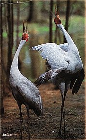 A pair of Brolgas (Grus rubicundus) Queensland's State Bird.