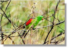 Red-winged Parrot (Aprosmictus erythropterus)