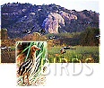 Explore NAD  Birds