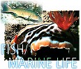 Explore NAD Fish and Marine Life