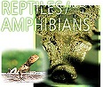 Explore NAD Reptiles and Amphibians