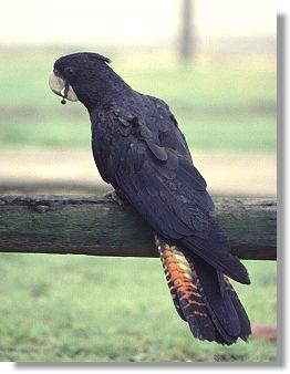 Red Tailed Black Cockatoos (Calyptorhynchus magnificus)
