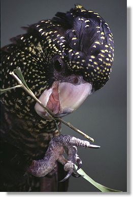 Red Tailed Black Cockatoos (Calyptorhynchus magnificus)
