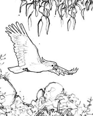 Sulphur-Crested Cockatoo