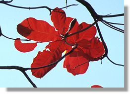 Beach almonds (Terminalia spp.)