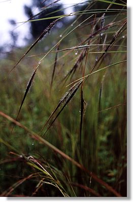 Black Spear Grass (Heteropogon contortus)