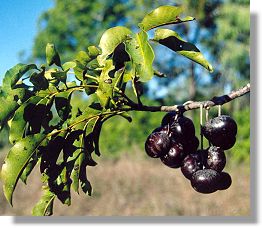 Burdekin plum (Pleiogynium timorense)