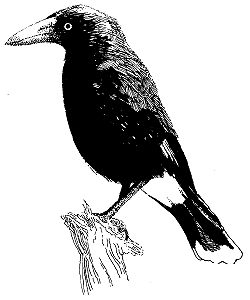 The pied currawong (Strepera graculina)
