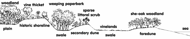 Horseshoe Bay - Cross Section 