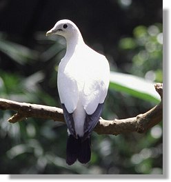 Pied Imperial Pigeon