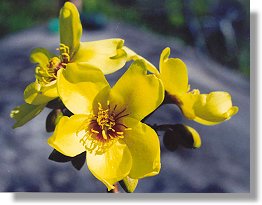 Kapok (Cochlospermum gillivraei)