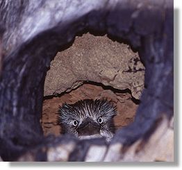 Blue-winged Kookaburra (Dacelo leachii)